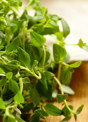 Tymianek - Sadzonka - Niezłe Ziółko