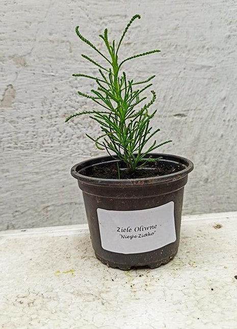 Ziele Oliwne - Sadzonka - Niezłe Ziółko